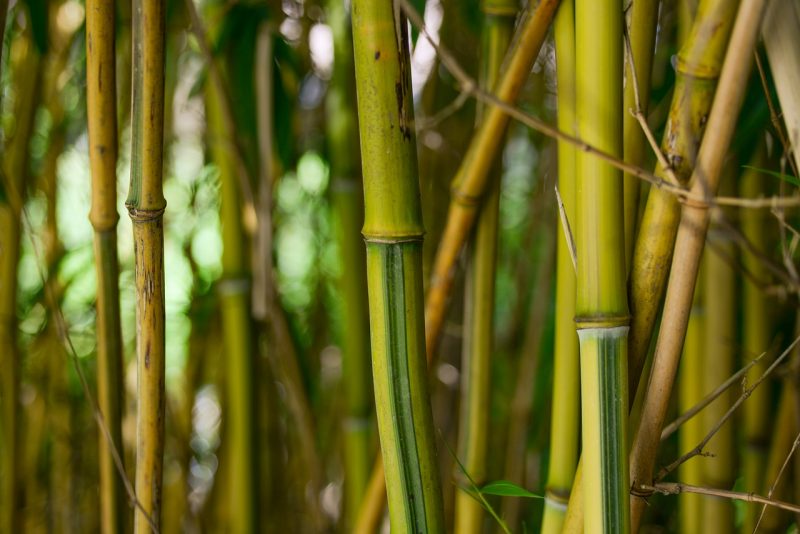 Bambu Chinês: Características, Como Cultivar e Fotos