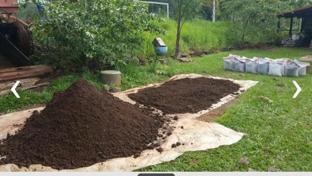 Adubo Orgânico Para Hortência: Como Preparar?