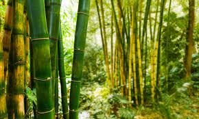 Extração De Bambu No Brasil E No Mundo: Qual a Situação?
