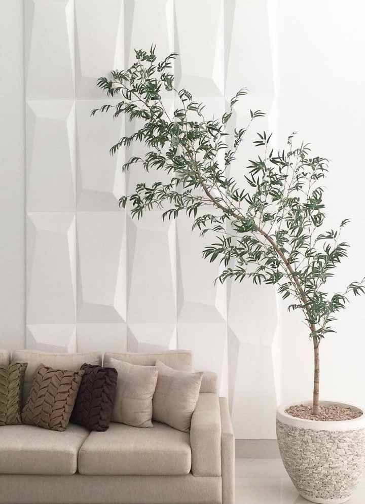 Bambu Mossô: Características, Como Cultivar e Fotos