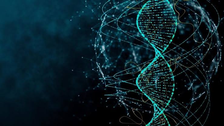 O Que Se Entende Por Meiose Gamética?