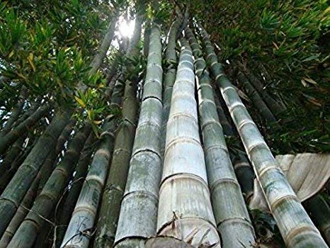 Bambu Gigante: Como Cultivar, Altura, Cuidados e Fotos