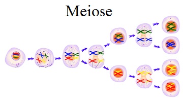 Quais são as Fases da Meiose e suas Características?