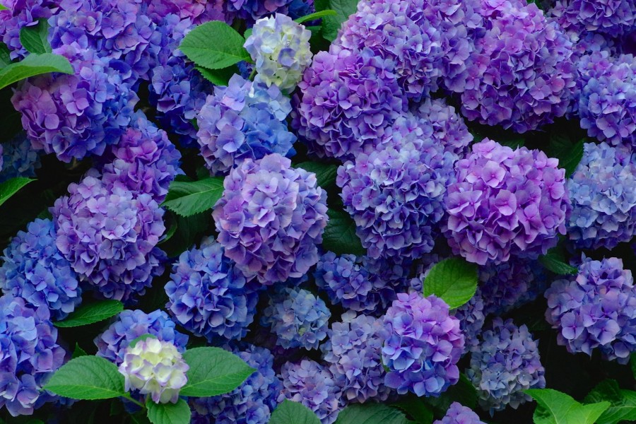 Doenças Comuns em Hortênsias e Como Resolver