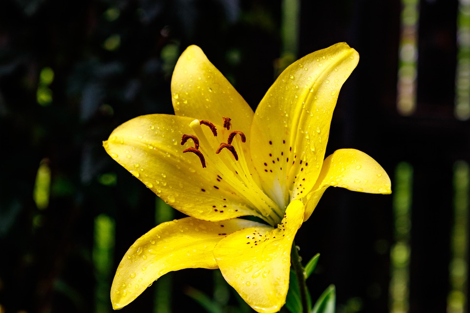 Flor Lírio De Dia: Características, Nome Cientifico E Fotos