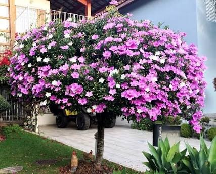 Manacá-da-Serra Curiosidades e Fatos Interessantes