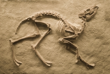 Qual o Tipo de Rocha Que Permite a Fossilização?