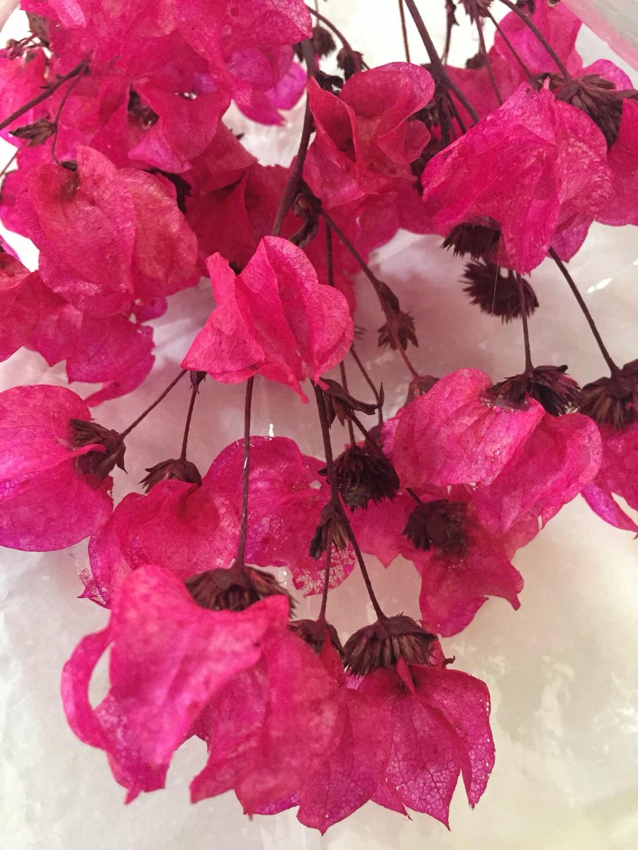 Como Cuidar Da Flor Bougainvillea, Fazer Mudas E Podar