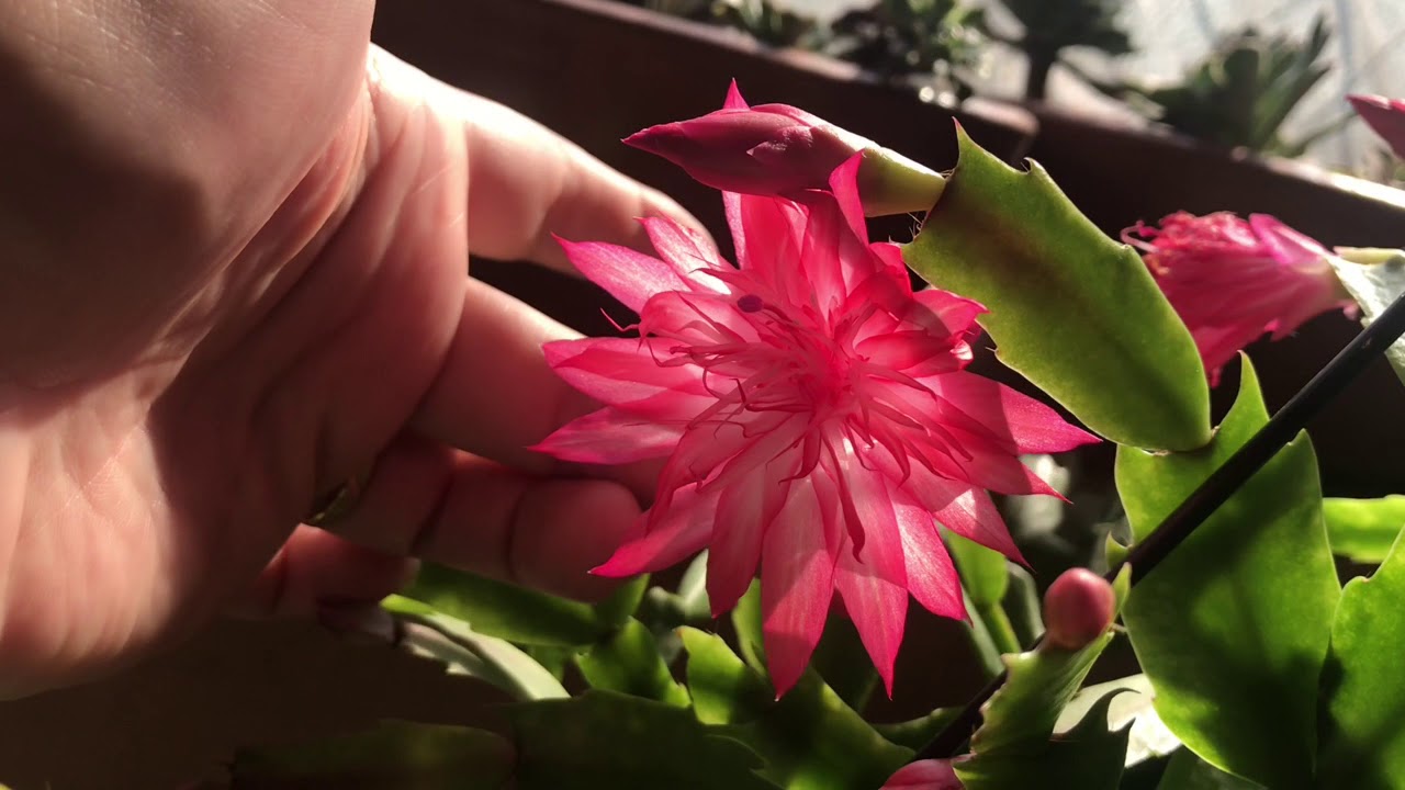 Cacto Flor de Maio: Características, Como Cultivar e Fotos