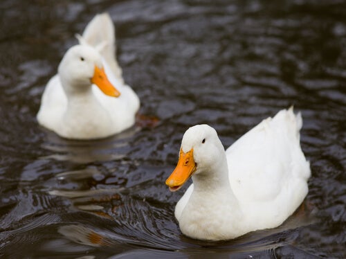 Comportamento do Pato, Hábitos e Modo de Vida do Animal