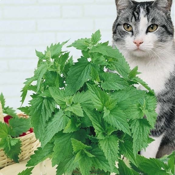 História da Erva-Gateira, Significado, Origem da Planta e Fotos