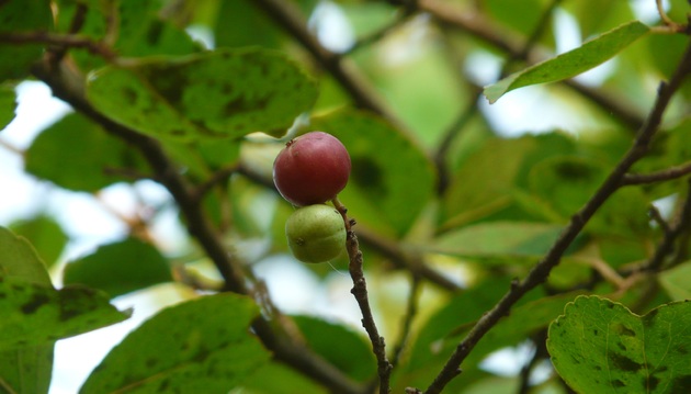 Frutas que começam com a letra E: Nome e Características