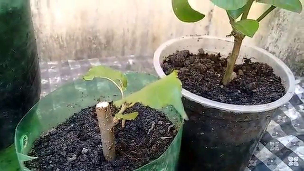Como Fazer Mudas de Primavera Com Galhos por Estaquia