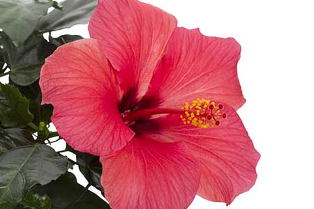 Ficha Técnica da Flor Hibisco: Raiz, Folhas e Caule