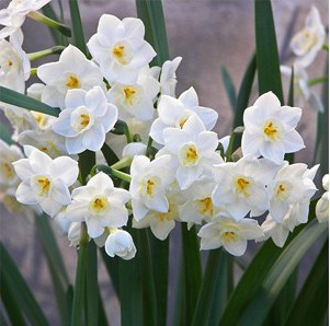 Como Cuidar da Flor Narciso, Fazer Mudas e Podar
