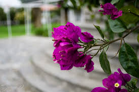 Tudo Sobre a Flor Primavera: Características e Nome Científico