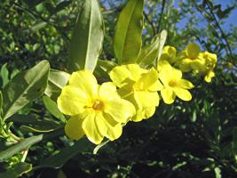 Jasmim-Amarelo: Características, Como Cultivar e Fotos