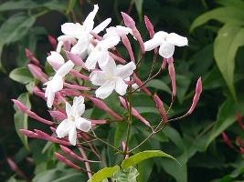 Como Cuidar da Flor Jasmim-dos-Poetas, Fazer Mudas e Poda
