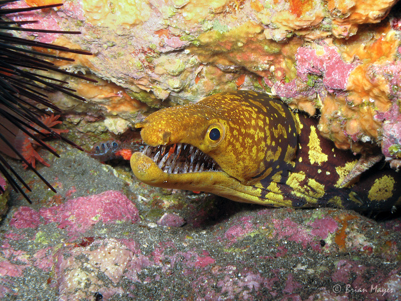 Moreia-Serpente: Características, Nome Científico e Fotos