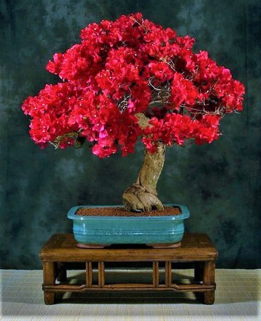Como Fazer Muda de Primavera Para Bonsai?