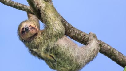 Habitat do Bicho Preguiça: Onde Eles Vivem?