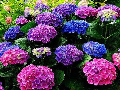 Muda de Hortênsia Preço, Arranjo e Coroa de Flores