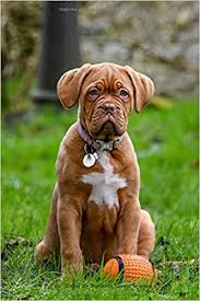 Qual a Raça de Cachorro que Vive Menos?