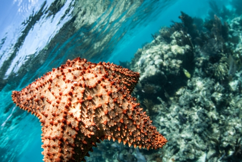 Habitat dos Equinodermos: Onde Eles Vivem?