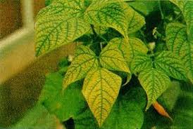 Para que Serve o Manganês nas Plantas? Qual sua Utilidade?