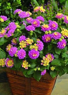 Mini Lantana: Como Cuidar, Como Plantar E Características