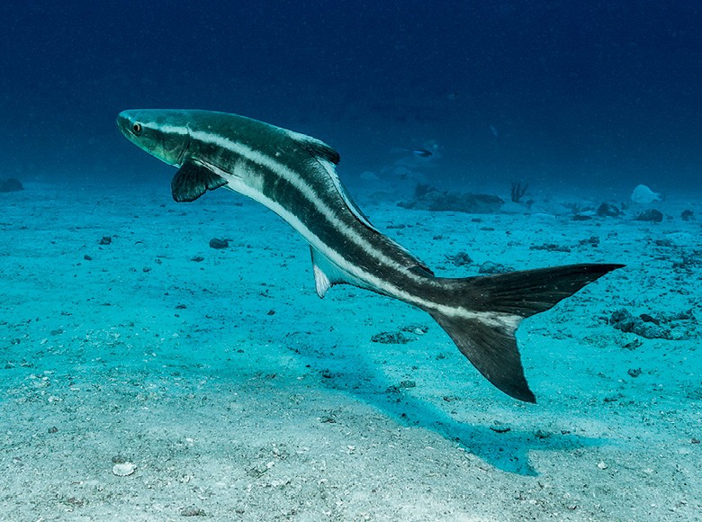 Ciclo de Vida do Peixe Bijupirá: Quantos Anos Eles Vivem?