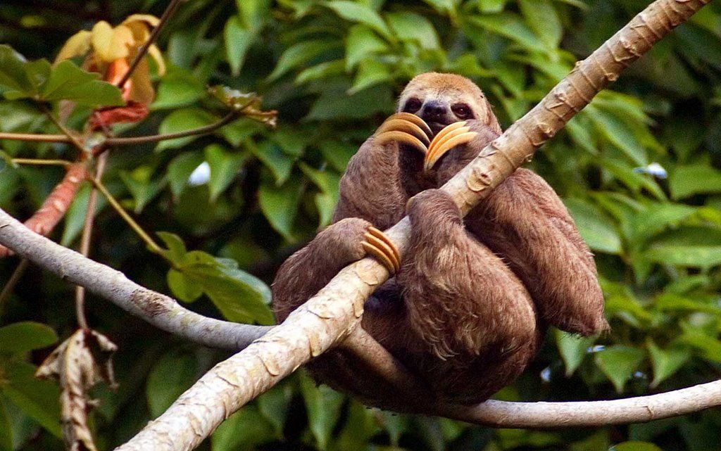 Espécies de Bicho Preguiça: Lista com Tipos- Nomes e Fotos