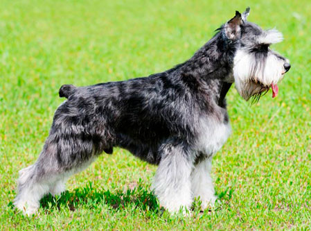 Top 10 Canis da Raca Schnauzer no Brasil