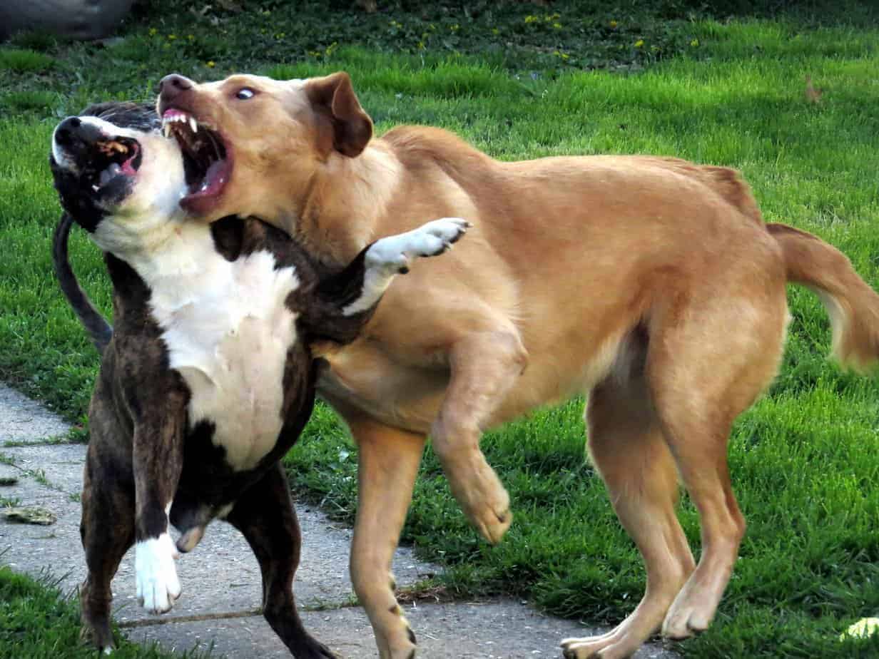 Meu Cachorro Matou Outro Cachorro: O Que Fazer?
