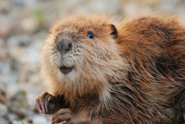 Castor Curiosidades e Fatos Interessantes Sobre o Animal