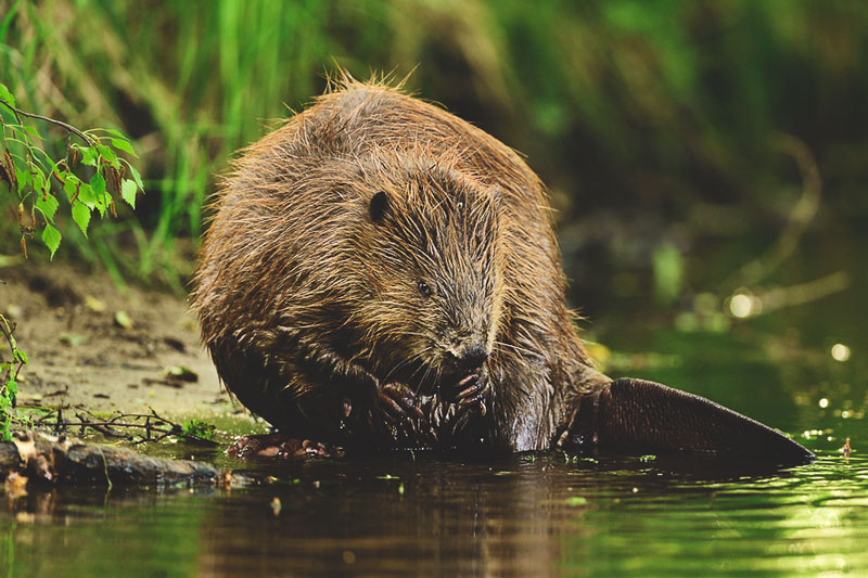 Castor Americano: Características, Nome Científico e Fotos