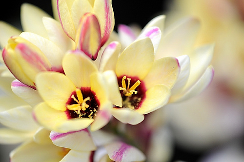 Flores que Começam com a Letra I: Nome e Características