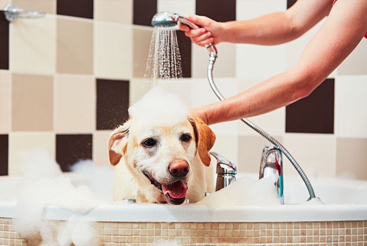 Pode Dar Banho Frio no Cachorro? Faz Mal ao Bicho?