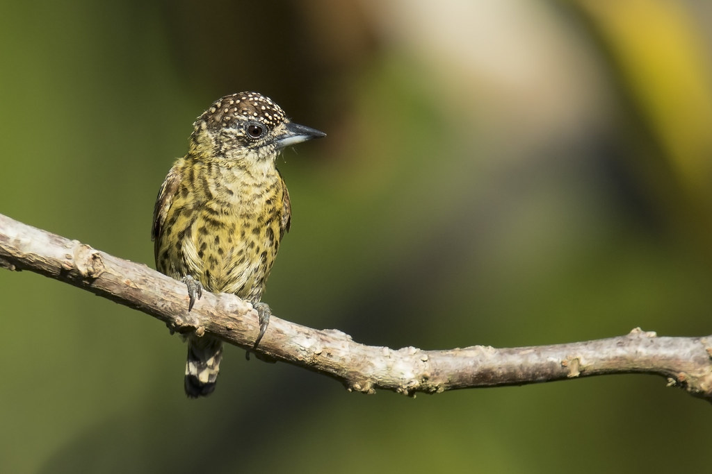 Picapauzinho-Anão: Características, Habitat e Fotos