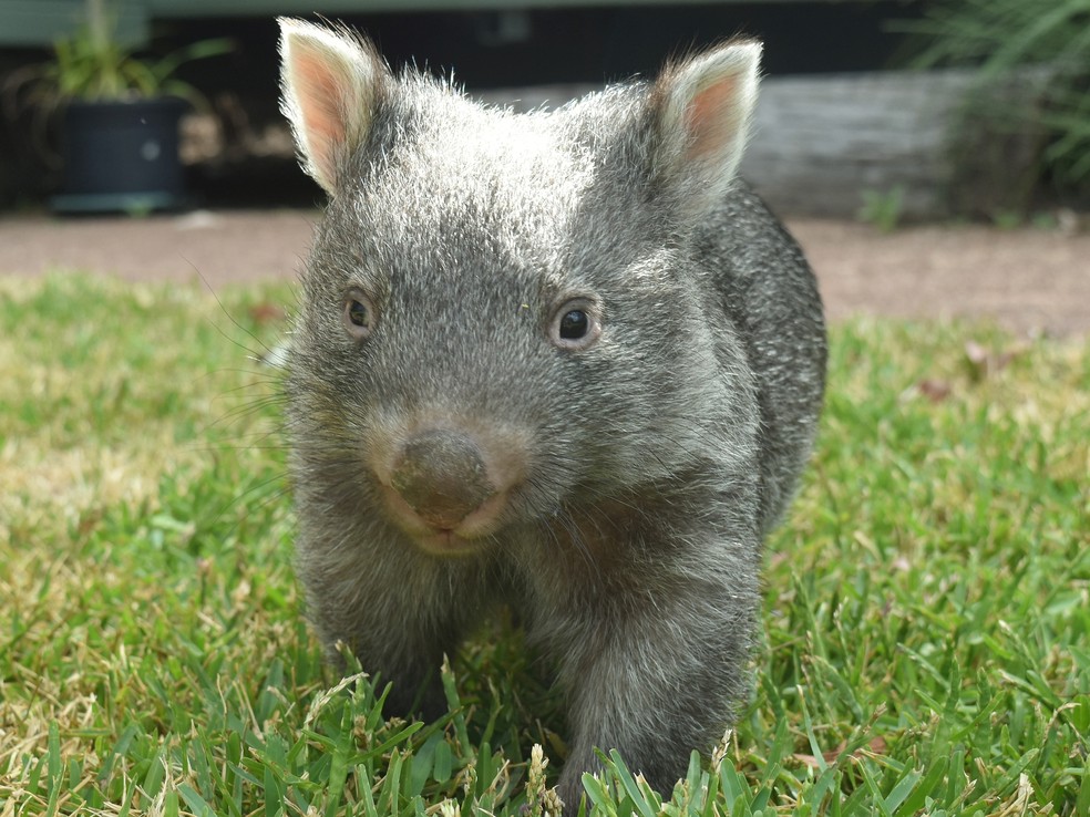 Animais que Começam com a Letra W: Nome e Características