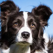 Reprodução do Border Collie: Filhotes e Período de Gestação
