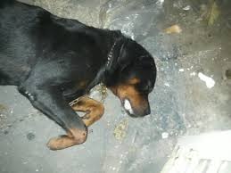 Como Saber Se Meu Cachorro Morreu Envenenado?