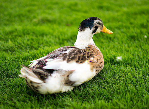 Como Cuidar de Um Pato? Do Que Ele Precisa?