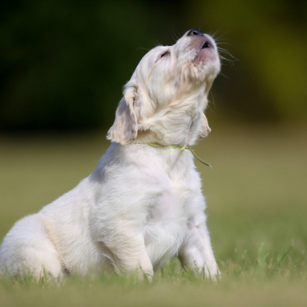 Sinais Corporais do Cachorro: Como Fazer a Leitura