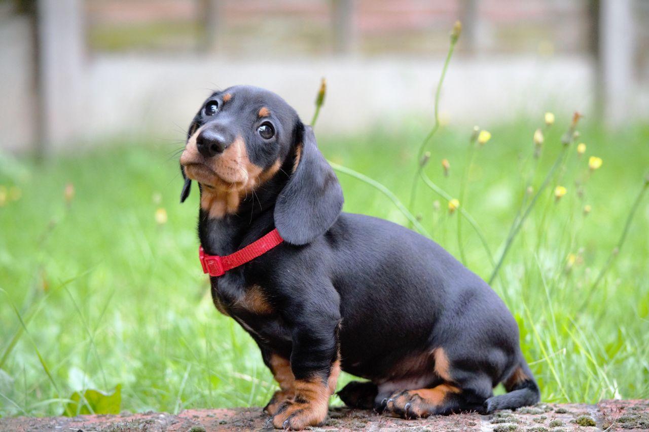 Reproducao Do Dachshund: Filhotes E Periodo De Gestacao