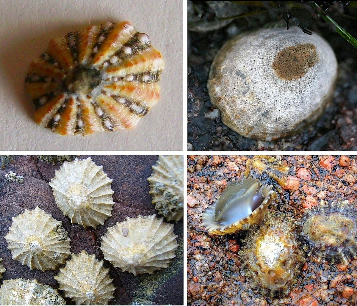 Qual a Diferença Entre Gastrópodes e Bivalves?