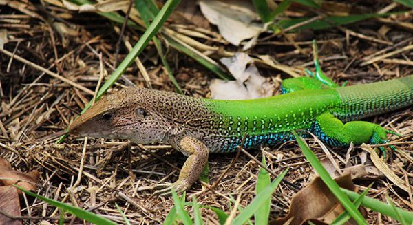 Lagarto Curiosidades e Fatos Interessantes Sobre o Animal