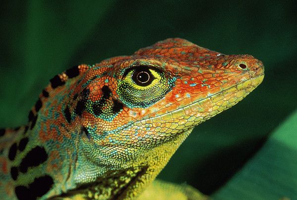 Lagarto Dactyloa Transversalis: Caracteristicas, Habitat e Fotos