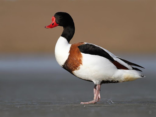 Marreco Tadorna Tricolor/Ferrugínea: Características e Fotos