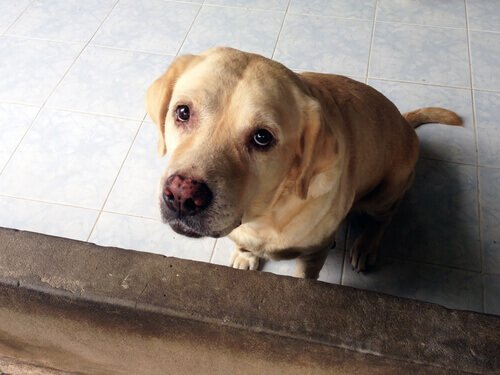 Por Que Cachorros Reviram o Lixo do Banheiro?